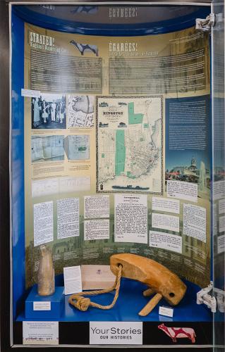 Strayed! Kingston's wandering cows